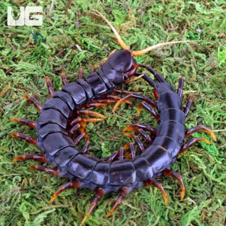 Mt. Merapi Giant Black Centipedes For Sale - Underground Reptiles