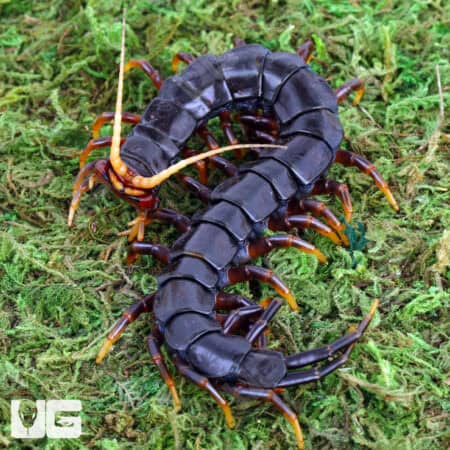 Mt. Merapi Giant Black Centipedes For Sale - Underground Reptiles
