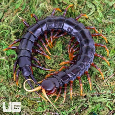 Mt. Merapi Giant Black Centipedes For Sale - Underground Reptiles