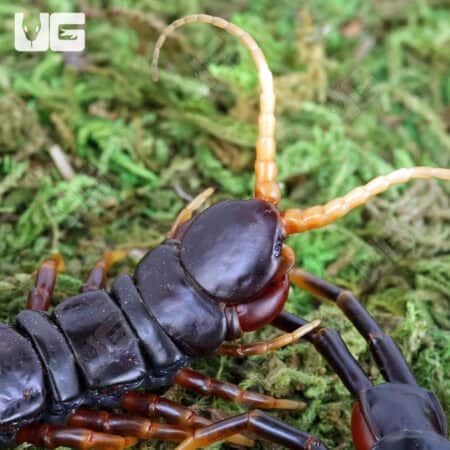 Mt. Merapi Giant Black Centipedes For Sale - Underground Reptiles