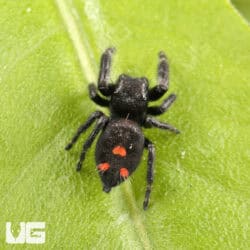 Orange Phase Bold Jumping Spider (Phidippus audax) For Sale - Underground Reptiles