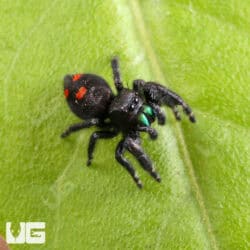 Orange Phase Bold Jumping Spider (Phidippus audax) For Sale - Underground Reptiles