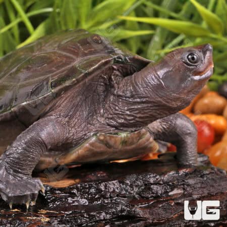 Painted River Terrapin Turtle For Sale - Underground Reptiles