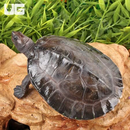 Painted River Terrapin Turtle For Sale - Underground Reptiles