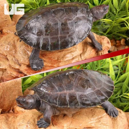 Painted River Terrapin Turtle For Sale - Underground Reptiles
