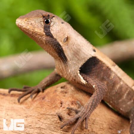 Peruvian Dead Leaf Lizards (Stenocercus fimbriatus) For Sale - Underground Reptiles