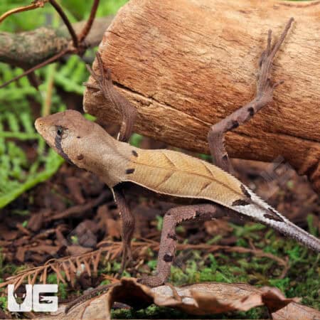Peruvian Dead Leaf Lizards (Stenocercus fimbriatus) For Sale - Underground Reptiles