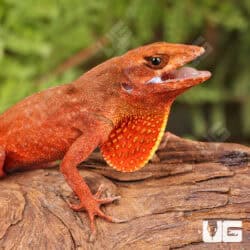 Red Chili Pepper Anoles For Sale - Underground Reptiles