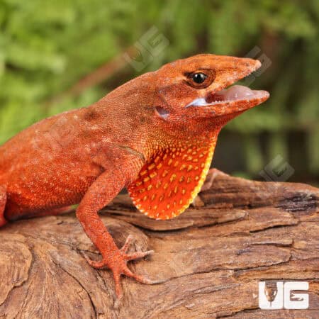 Red Chili Pepper Anoles For Sale - Underground Reptiles