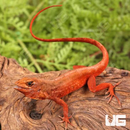Red Chili Pepper Anoles For Sale - Underground Reptiles