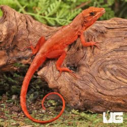 Red Chili Pepper Anoles For Sale - Underground Reptiles