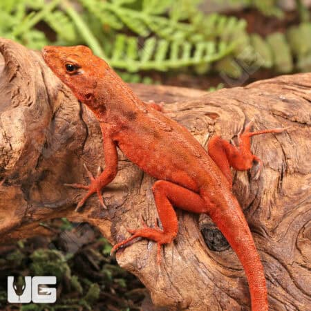 Red Chili Pepper Anoles For Sale - Underground Reptiles