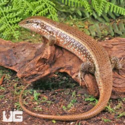 Red Sided Skinks For Sale - Underground Reptiles