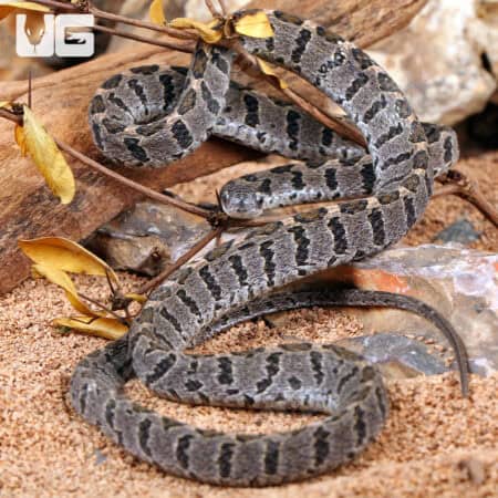 Rhombic Egg Eating Snakes For Sale - Underground Reptiles