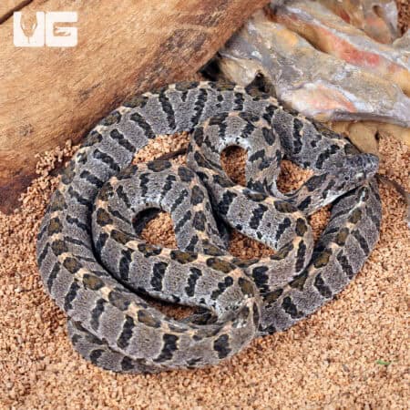 Rhombic Egg Eating Snakes For Sale - Underground Reptiles