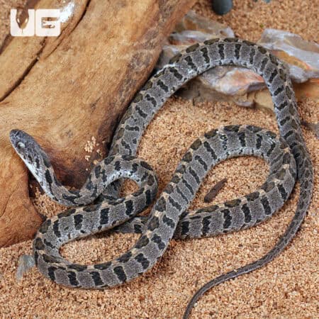 Rhombic Egg Eating Snakes For Sale - Underground Reptiles