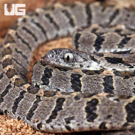 Rhombic Egg Eating Snakes For Sale - Underground Reptiles