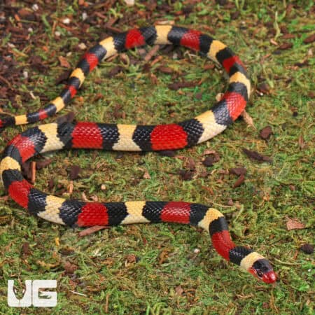 Scarlet Kingsnakes For Sale - Underground Reptiles