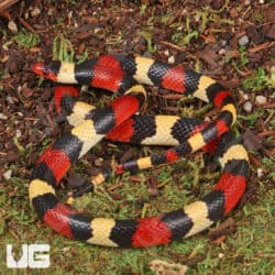 Scarlet Kingsnakes For Sale - Underground Reptiles