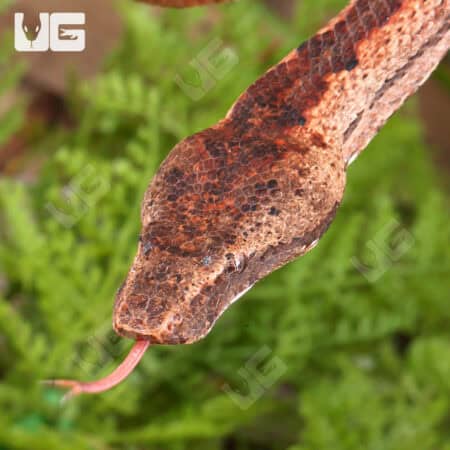 Solomon Island Ground Boas for sale - Underground Reptiles