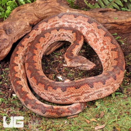 Solomon Island Ground Boas for sale - Underground Reptiles