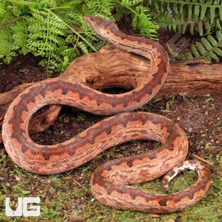 Solomon Island Ground Boas for sale - Underground Reptiles