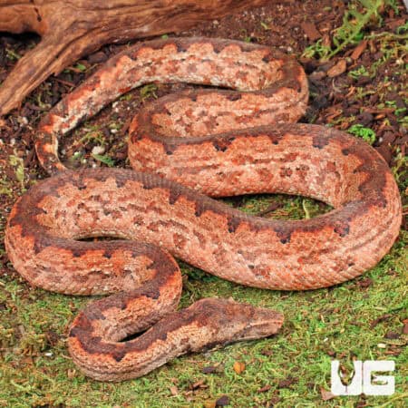 Solomon Island Ground Boas for sale - Underground Reptiles
