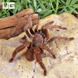 Stout Leg Earth Tiger Tarantula (Citharognathus tongmianensis) For Sale - Underground Reptiles