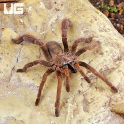 Stout Leg Earth Tiger Tarantula (Citharognathus tongmianensis) For Sale - Underground Reptiles