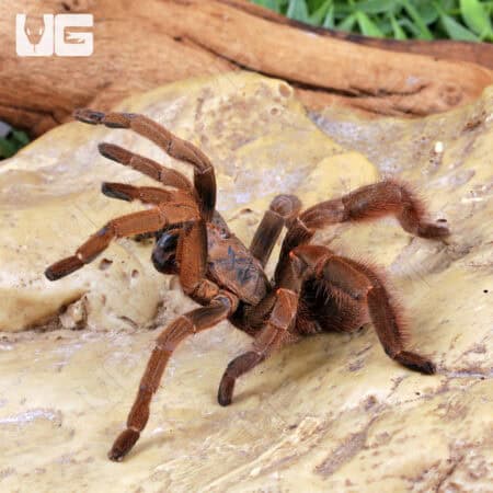 Stout Leg Earth Tiger Tarantula (Citharognathus tongmianensis) For Sale - Underground Reptiles