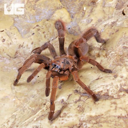 Stout Leg Earth Tiger Tarantula (Citharognathus tongmianensis) For Sale - Underground Reptiles
