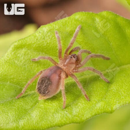 Stripe Knee Tarantulas For Sale - Underground Reptiles