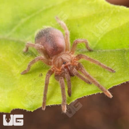 Stripe Knee Tarantulas For Sale - Underground Reptiles