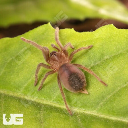 Stripe Knee Tarantulas For Sale - Underground Reptiles
