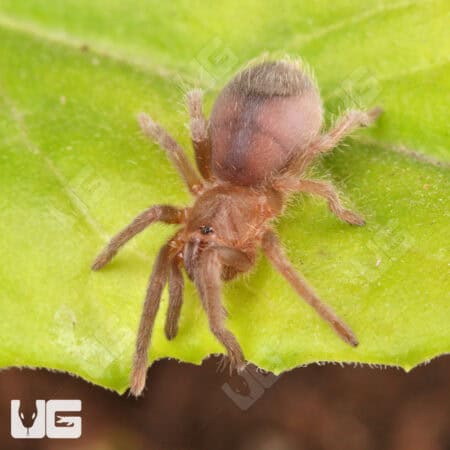Stripe Knee Tarantulas For Sale - Underground Reptiles