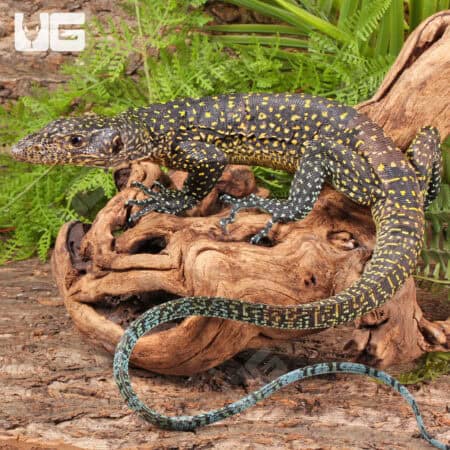 Blue Tail Monitor For Sale - Underground Reptiles