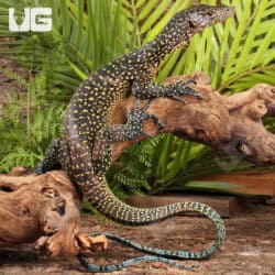 Blue Tail Monitor For Sale - Underground Reptiles