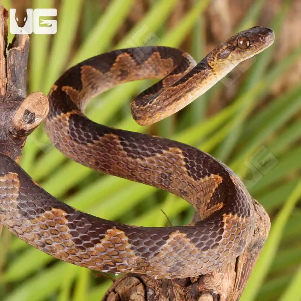 Suriname Cat Eye Snakes For Sale - Underground Reptiles