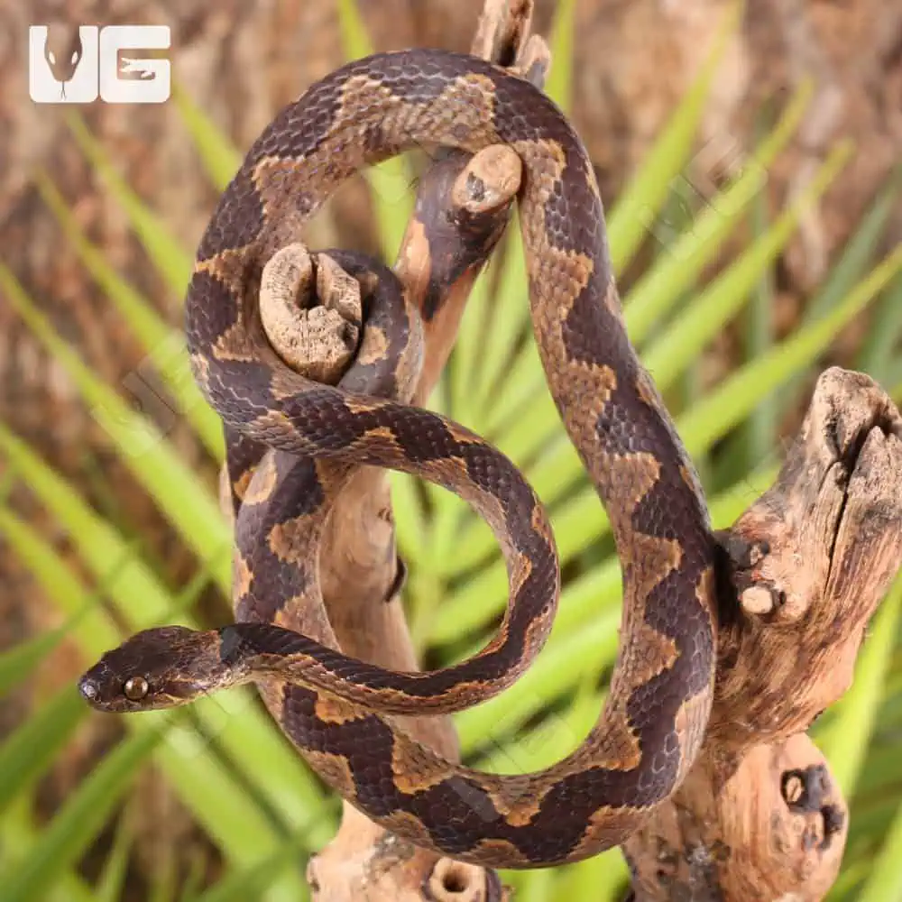 Suriname Cat Eye Snakes For Sale - Underground Reptiles