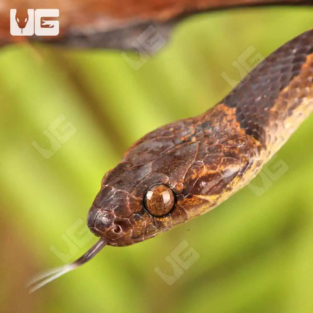 Suriname Cat Eye Snakes For Sale - Underground Reptiles