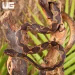 Suriname Cat Eye Snakes For Sale - Underground Reptiles