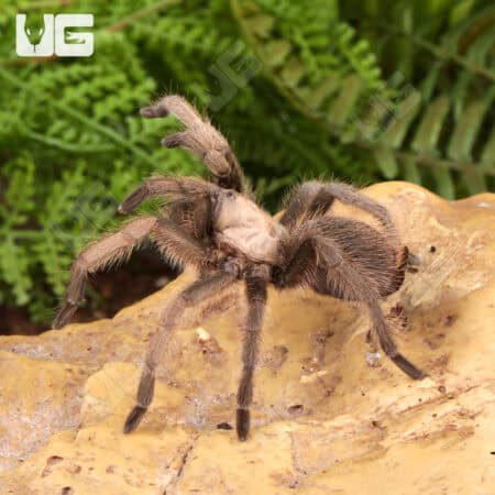 Texas Brown Tarantulas For Sale - Underground Reptiles