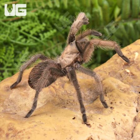 Texas Brown Tarantulas For Sale - Underground Reptiles
