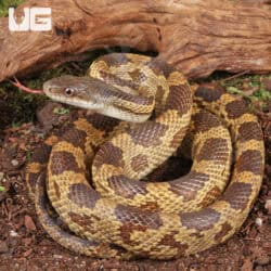 Texas Ratsnake for sale - Underground Reptiles