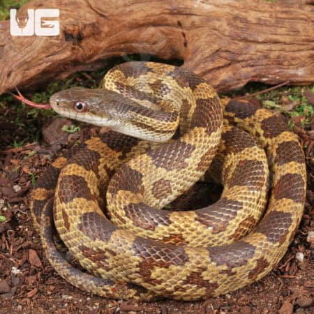 Texas Ratsnake for sale - Underground Reptiles