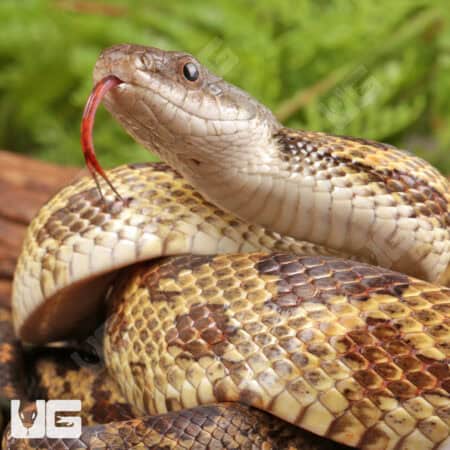 Texas Ratsnake for sale - Underground Reptiles