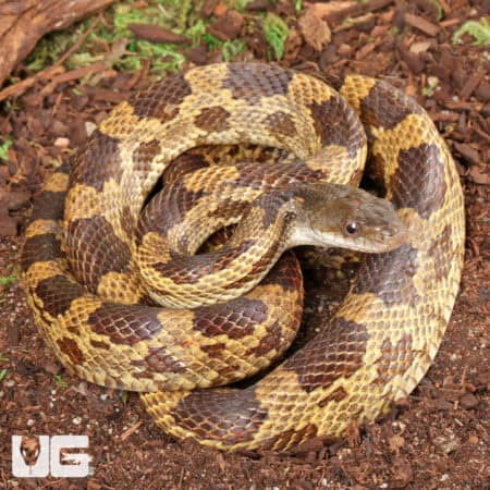 Texas Ratsnake for sale - Underground Reptiles