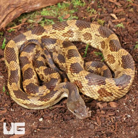 Texas Ratsnake for sale - Underground Reptiles