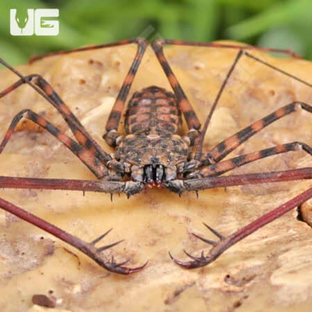 Tailless Whip Scorpions For Sale - Underground Reptiles