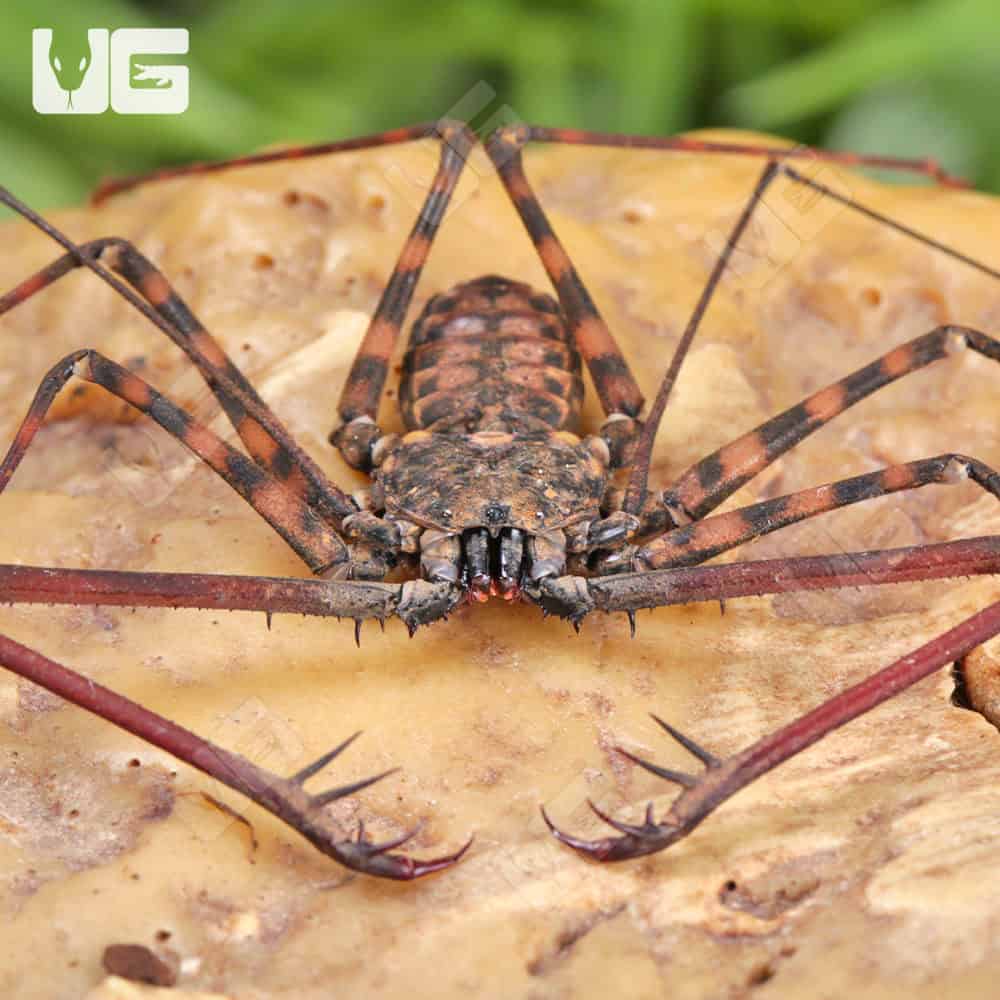 Tailless Whip Scorpions For Sale - Underground Reptiles